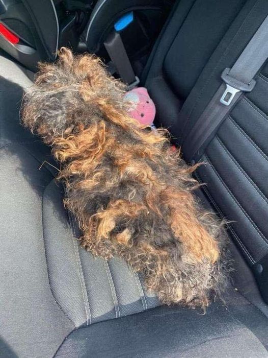 Rescue Takes in Severely Matted Dog Resembling a Wig – Now Unrecognizable after Transformation.