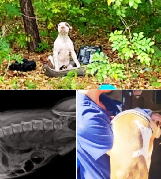 Heartbreaking Scene: Puppy Left in the Woods with His Belongings