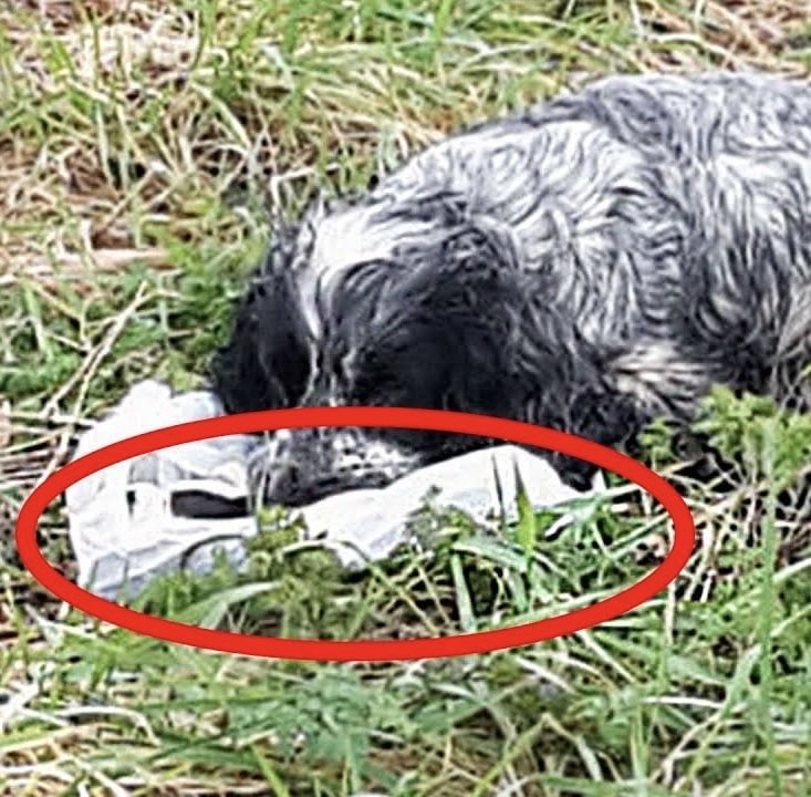 Bikers found an ABANDONED DOG holding a plastic BAG in his mouth. When they looked inside they were shocked and RAN immediately for help. Here’s what the dog PROTECTED