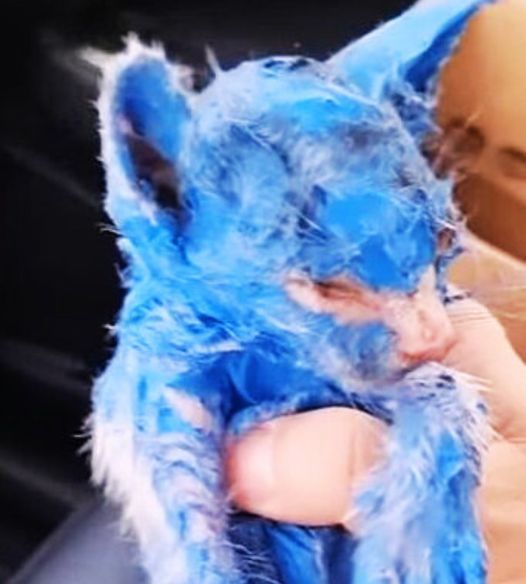 PHOTOS: This poor kitten, covered in toxic blue paint and left out in the rain, underwent an incredible transformation thanks to rescuers!