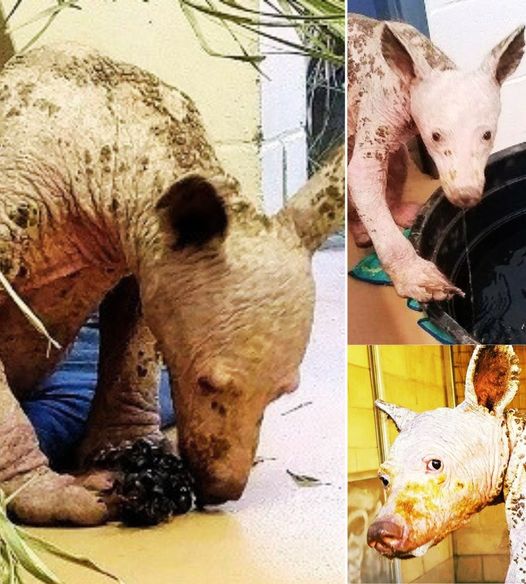 Incredible Transformation! Young Black Bear Discovered Fur-Less in a Trash Bin – Just Wait Until You See Her One Year Later!