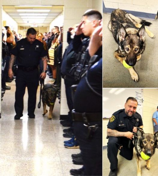 Heartfelt Farewell for Police Dog After Terminal Diagnosis