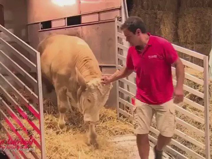 All His Life, This Huge Bull Was Chained To A Rail, But Watch His Reaction To The Man Wearing Red