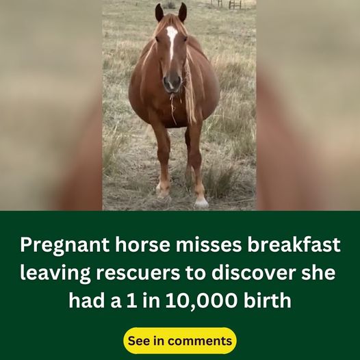 Rescue Horse Disappears To Give Rare 1 In 10000 Birth