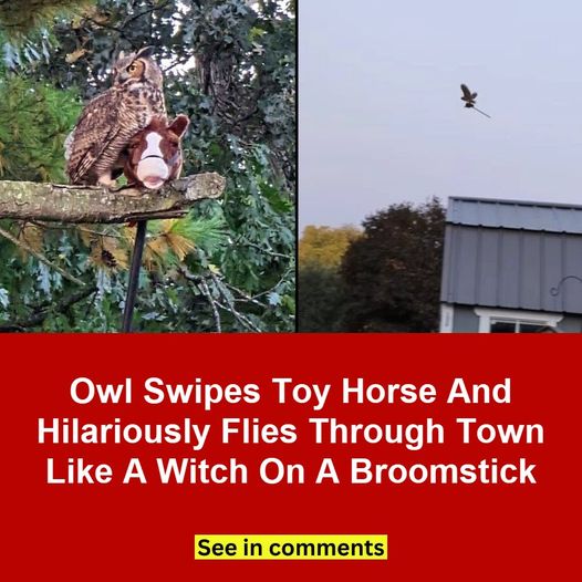 Owl Steals Toy Horse And Looks Like A Witch Flying Through The Sky