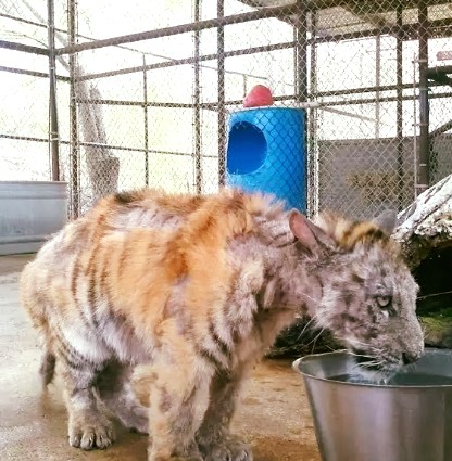 Abused Tiger Cub Tastes Sweet Freedom After Being Rescued From A Circus