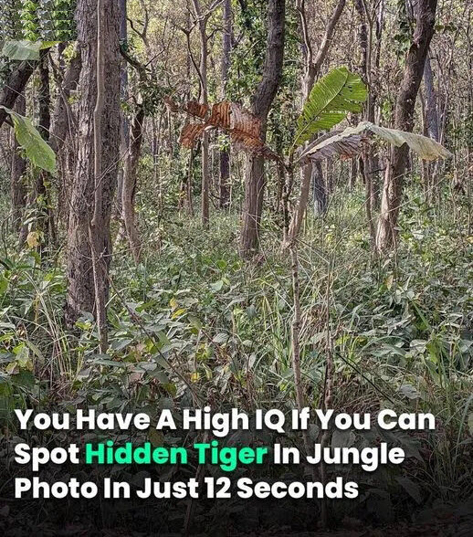 You Have 13 Seconds To Find The Hidden Tiger Before He Eats You