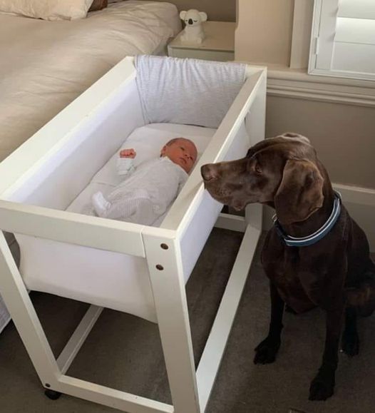 How A Recently Adopted Dog Saved A Newborn Baby