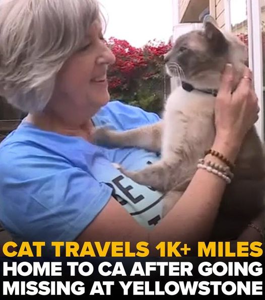 Cat Lost In Yellowstone Travels 800+ Miles And Is Home Again