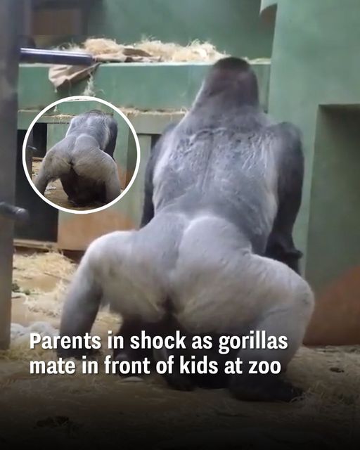 Parents Are Horrified When 2 Gorillas Get Busy In Front Of The Kids