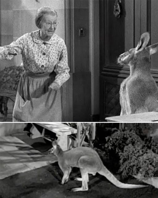 The hilarious blooper in The Beverly Hillbillies most-watched episode