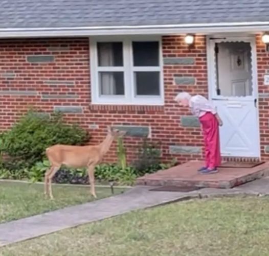 The Deer Whisperer: Watch The Moment A Deer Walks Up And Says Hi To Grandma