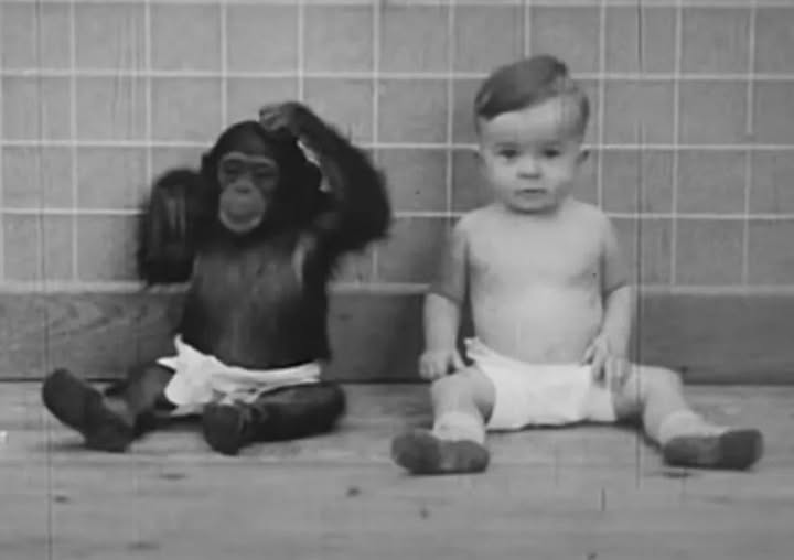 Baby Raised With Chimp In Bizarre Experiment That Ended In Tragedy