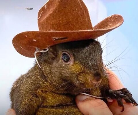 Reason NY could owe Peanut the Squirrel owners $10,000,000 after pet was seized and euthanized by state