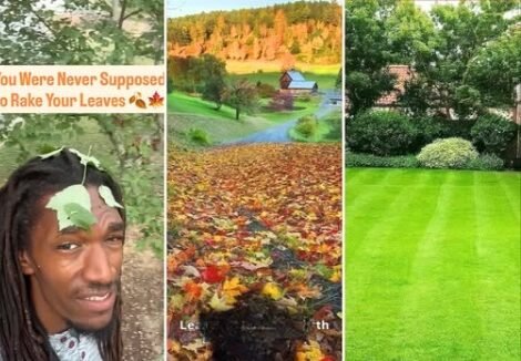 LEAVE THE LEAVES ALONE They Lied About Raking Your Yard… The Truth Is, You Were Supposed To Leave The Leaves! Mother Nature Been Knew What She Was Doing!
