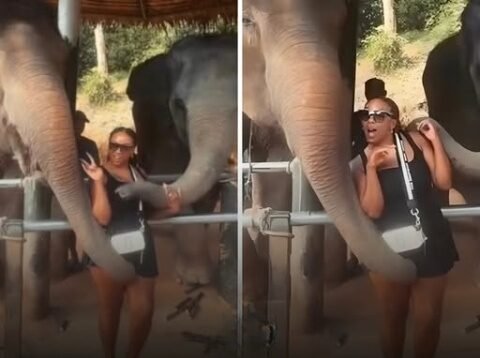 STRONG SCENT Poor Thing: Elephant Becomes Sick After Sniffing Some C*och!